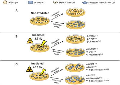 Therapeutic Irradiation: Consequences for Bone and Bone Marrow Adipose Tissue